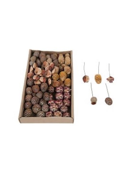 LEUCODENDRON SURTIDO 70UD EN BANDEJA